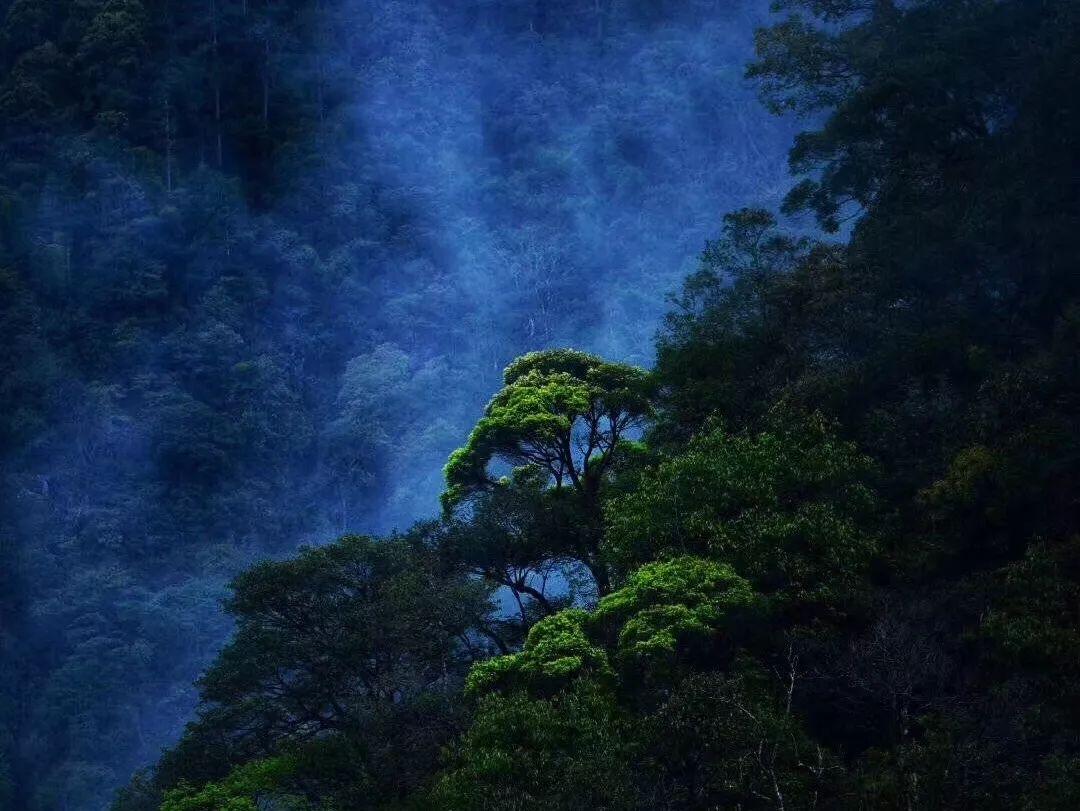 网传汕头东海岸发现一头死鲸?当地人:“大鱼”还在现场,工作人员正在处理