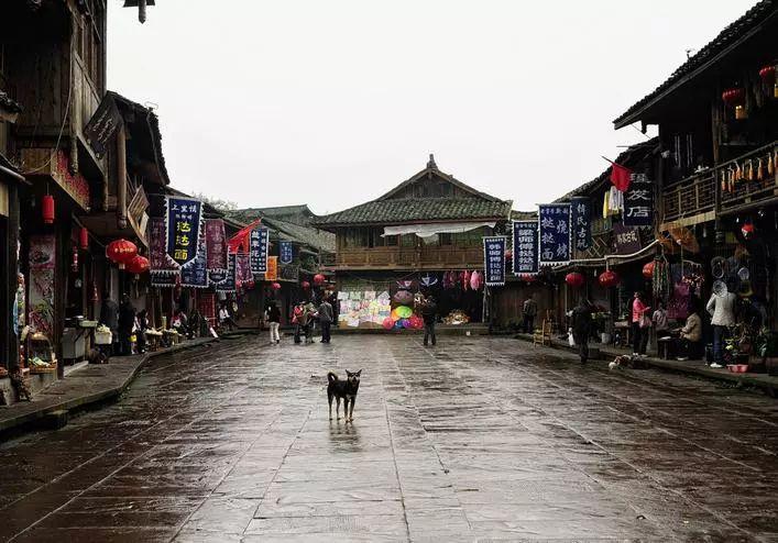 动物帮帮忙保卫家园